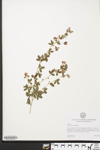 Lespedeza × nuttallii image