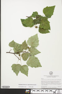 Crataegus pruinosa var. rugosa image