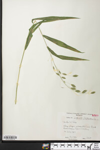 Chasmanthium latifolium image