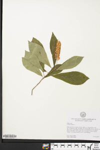 Clethra alnifolia image