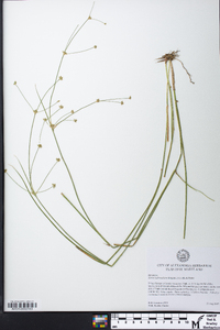 Juncus subcaudatus image