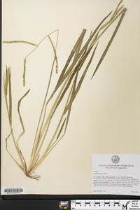 Paspalum laeve image