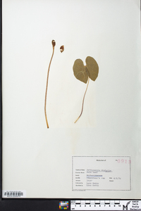 Jeffersonia diphylla image