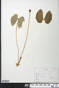 Jeffersonia diphylla image