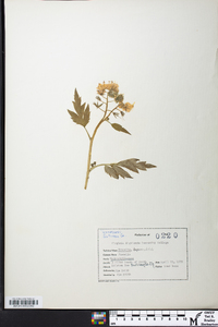 Phacelia bipinnatifida image