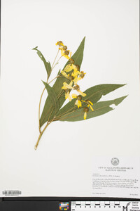 Verbesina alternifolia image