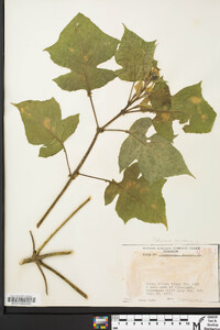 Polymnia canadensis image