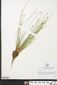 Eleocharis engelmannii image