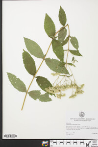 Eupatorium godfreyanum image