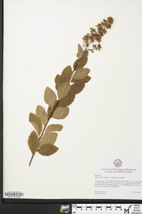 Spiraea alba image