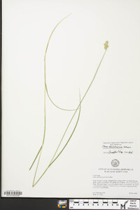 Carex albolutescens image