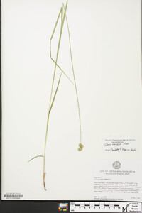 Carex normalis image