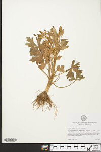 Ranunculus sceleratus var. sceleratus image