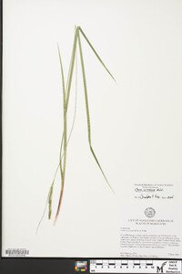 Carex virescens image