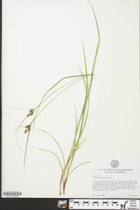 Carex complanata image