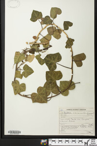 Hedera hibernica image