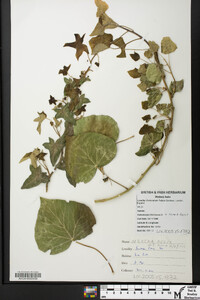 Hedera helix image