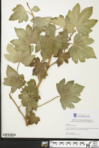 Image of Hedera azorica