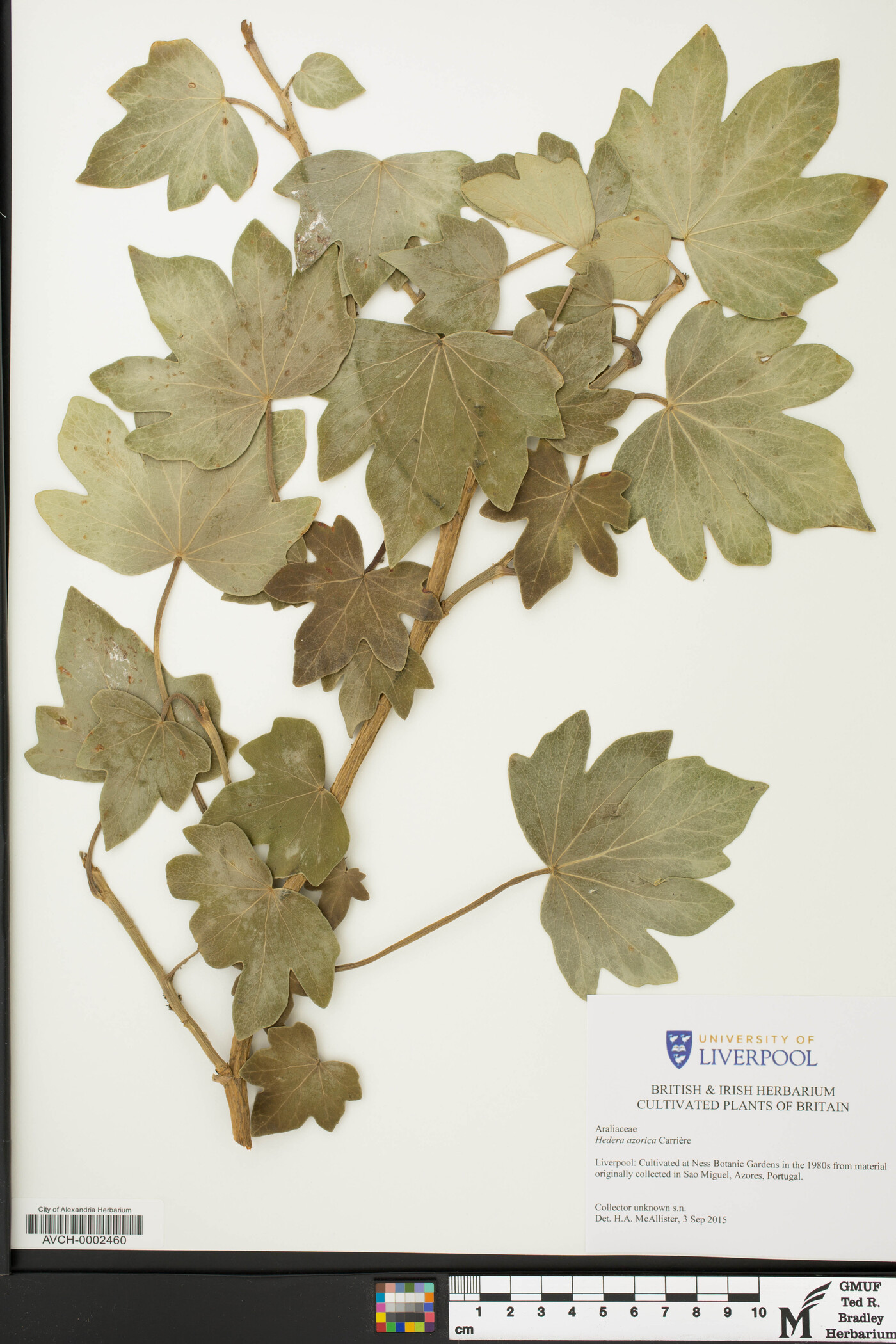 Hedera azorica image