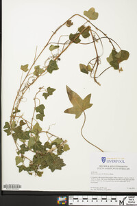 Hedera hibernica image