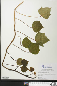 Image of Hedera iberica