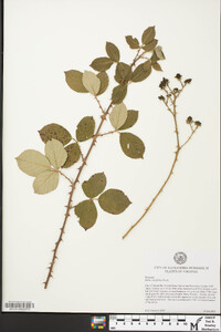 Rubus cuneifolius image