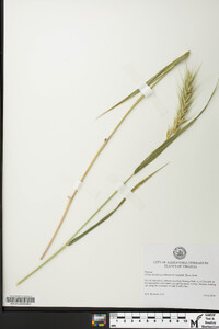 Elymus macgregorii image