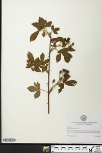 Rubus pensilvanicus image