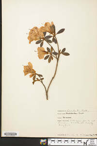 Rhododendron simsii image