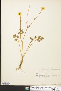 Ranunculus bulbosus image