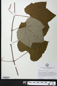 Vitis aestivalis var. bicolor image