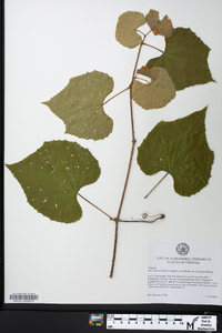 Vitis cinerea image