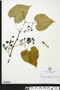 Vitis vulpina image