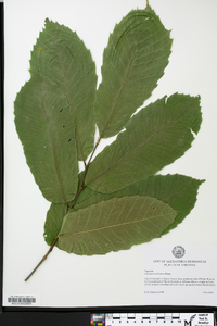 Castanea mollissima image