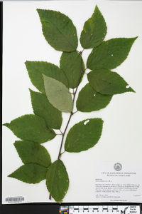 Betula alleghaniensis image