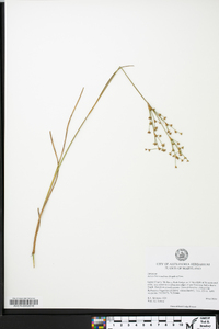 Juncus brevicaudatus image