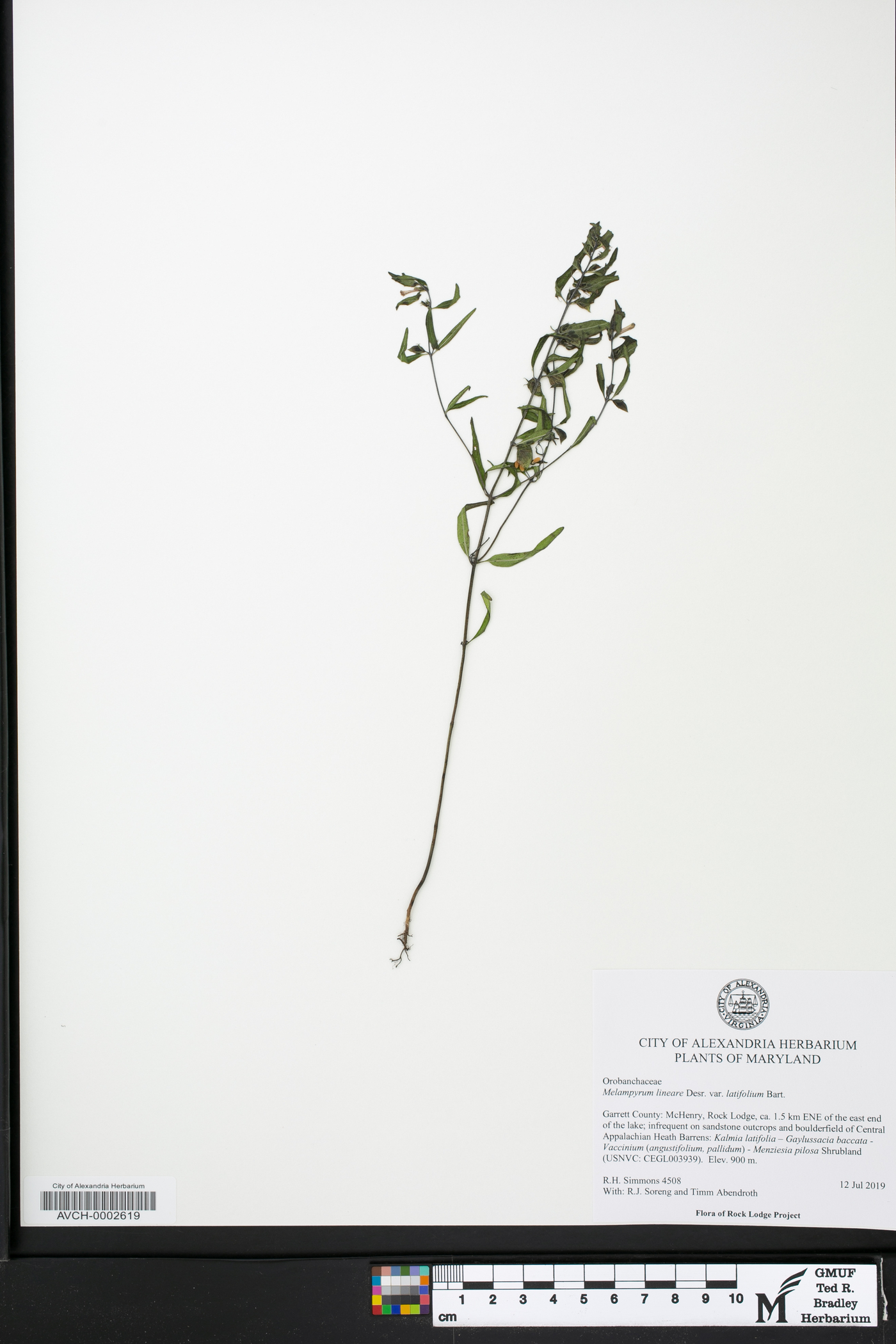 Melampyrum lineare var. americanum image