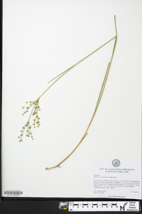 Juncus brevicaudatus image