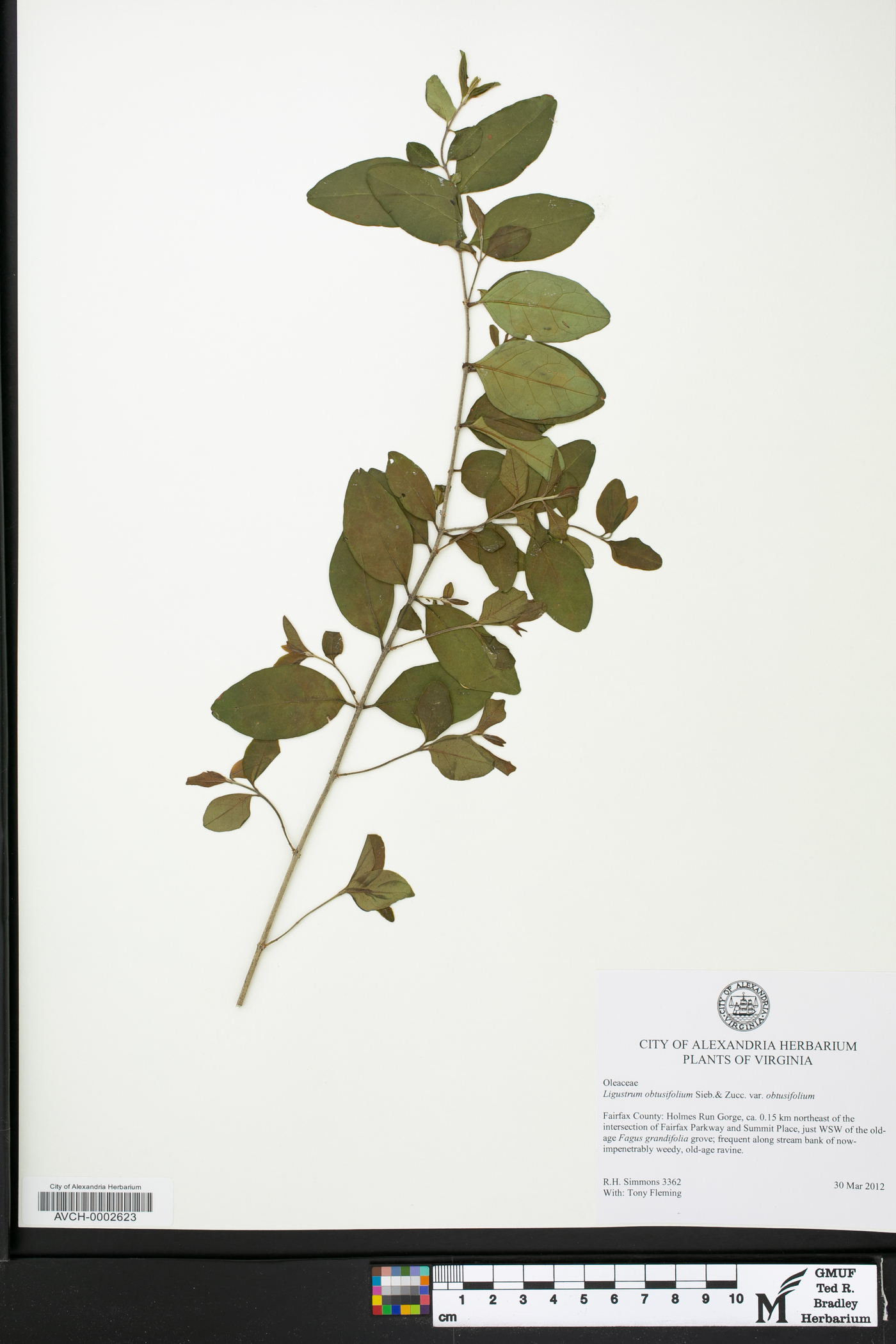 Ligustrum obtusifolium var. obtusifolium image