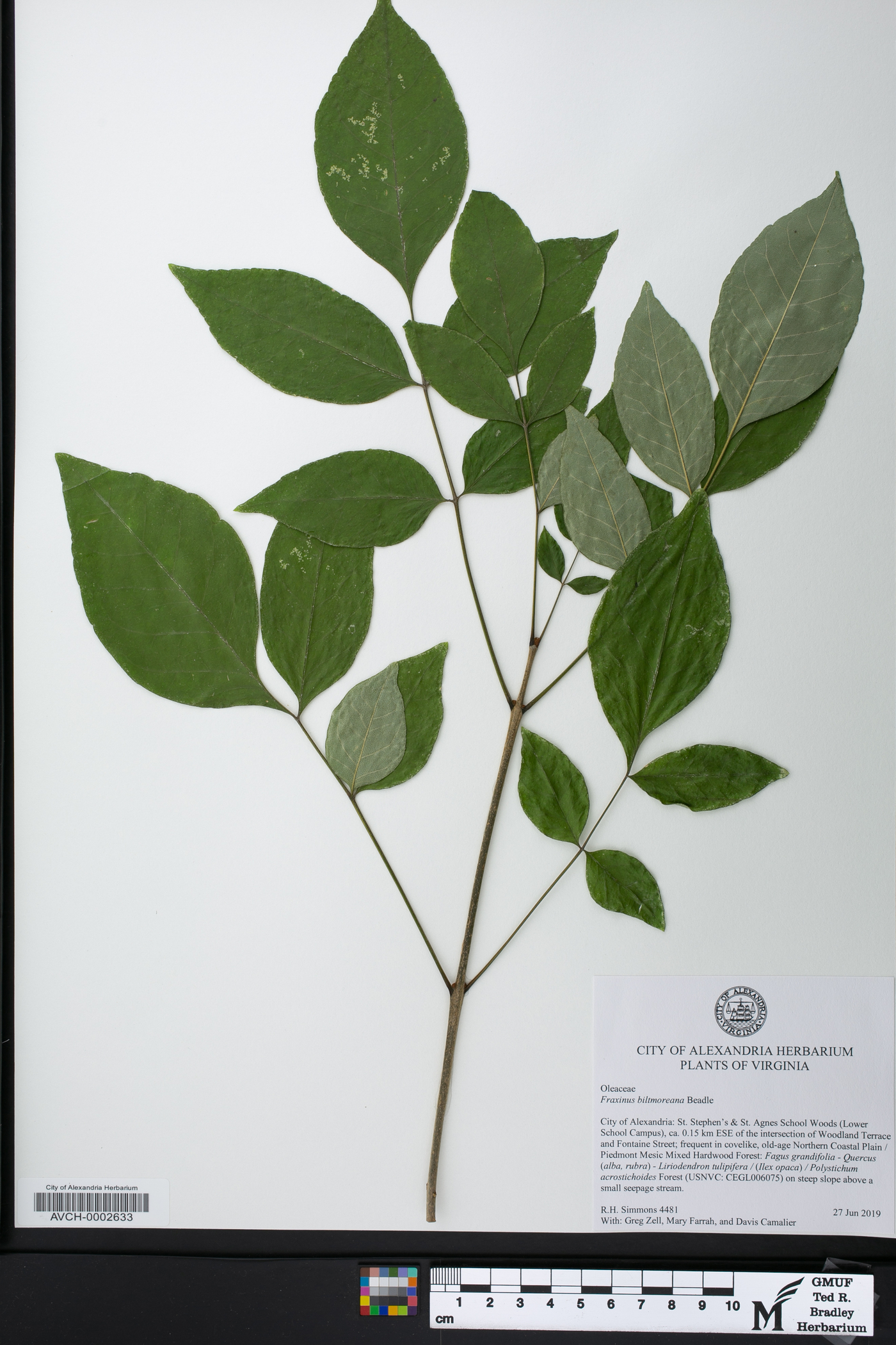 Fraxinus biltmoreana image