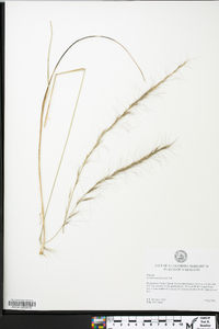 Aristida purpurascens image