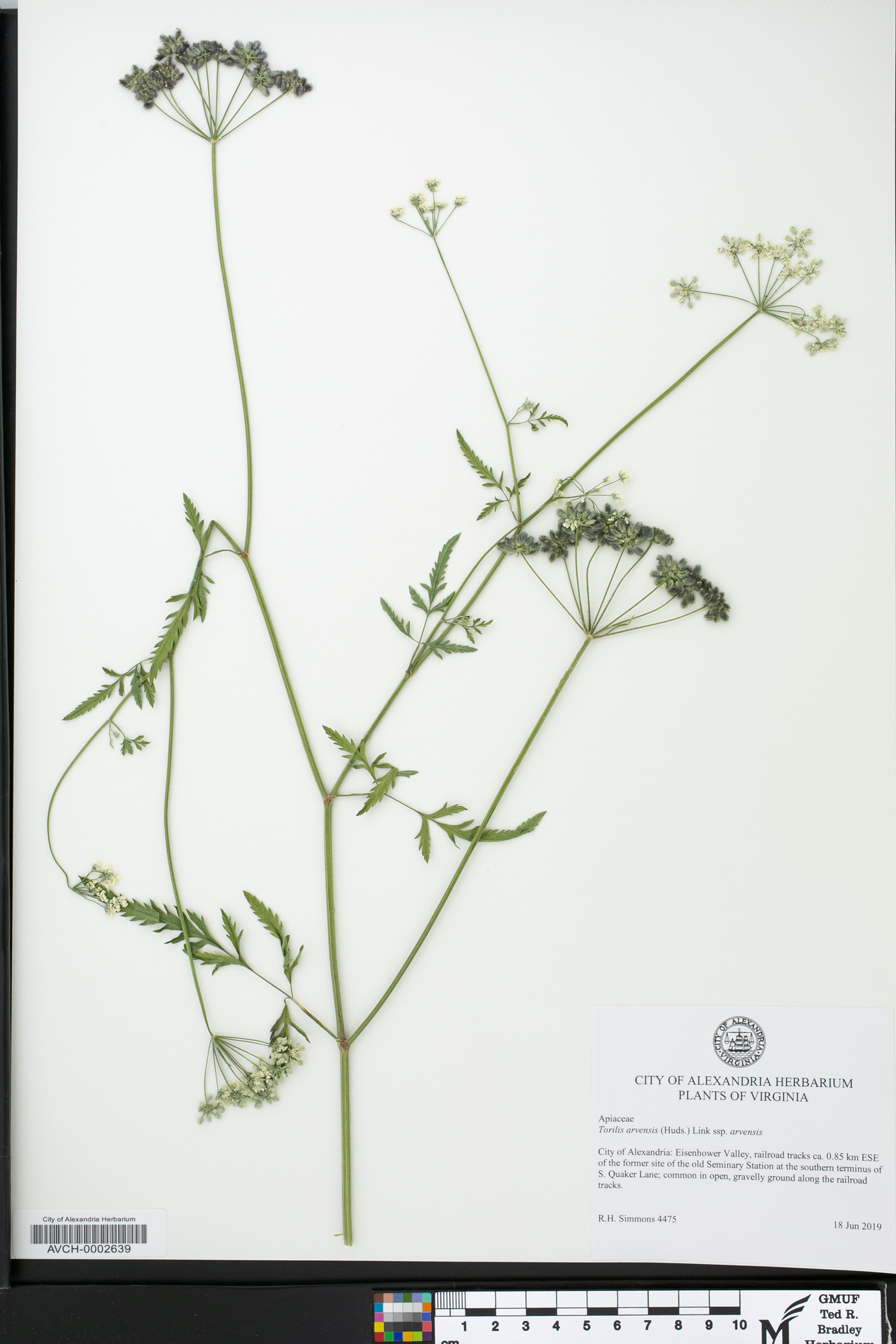 Torilis arvensis subsp. arvensis image