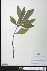 Quercus laurifolia image