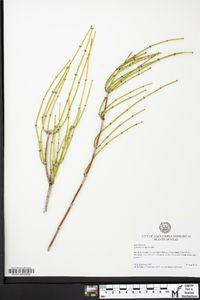 Ephedra viridis image