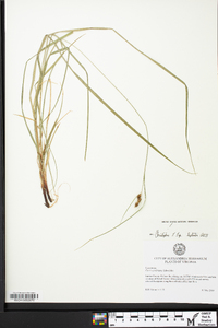 Carex caroliniana image