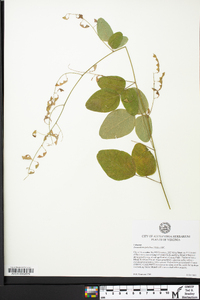 Desmodium glabellum image