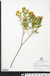 Hypericum densiflorum image