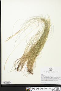 Festuca rubra image