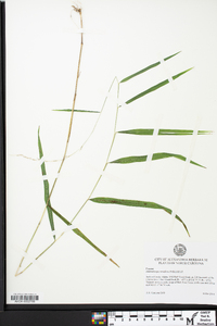 Muhlenbergia tenuiflora image