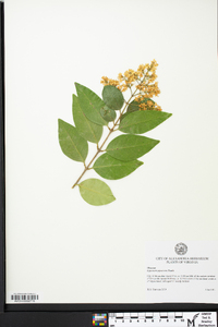 Ligustrum japonicum image